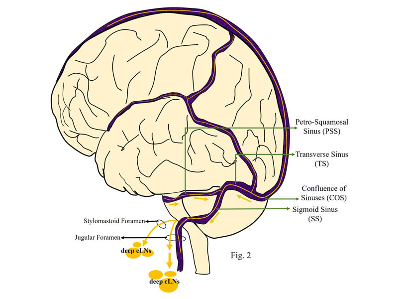 Meningeal lymphatic vessels: their morphology, location, and clinical implications